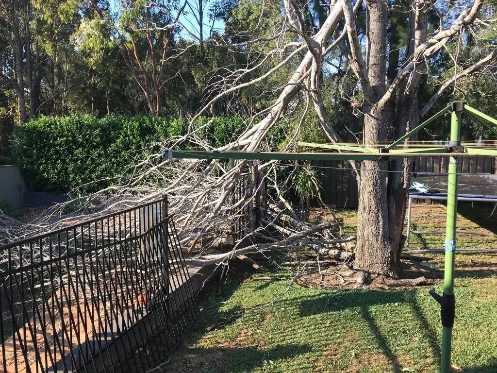 before land clearing