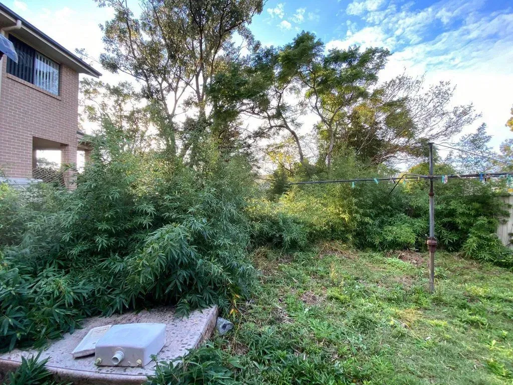 before land clearing