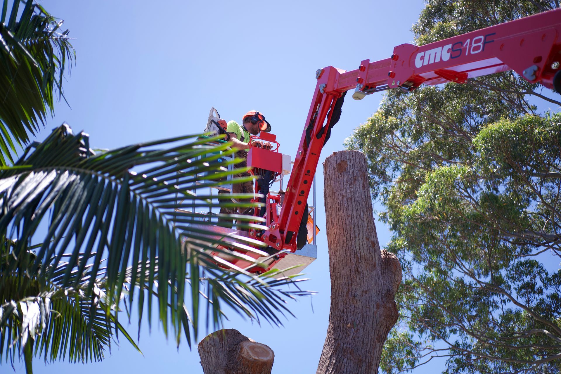 man on crane cutting tree