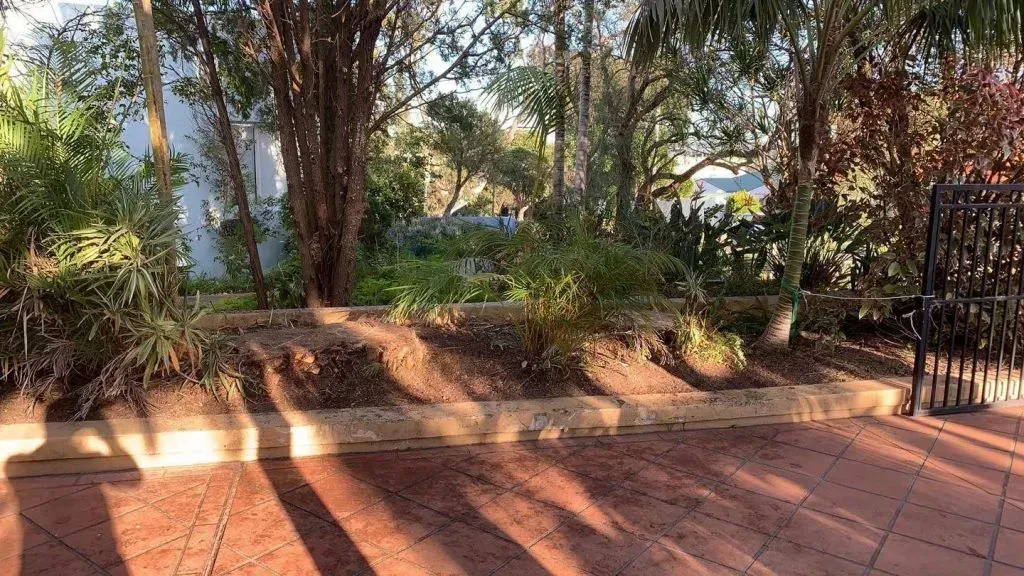 after palm tree removal