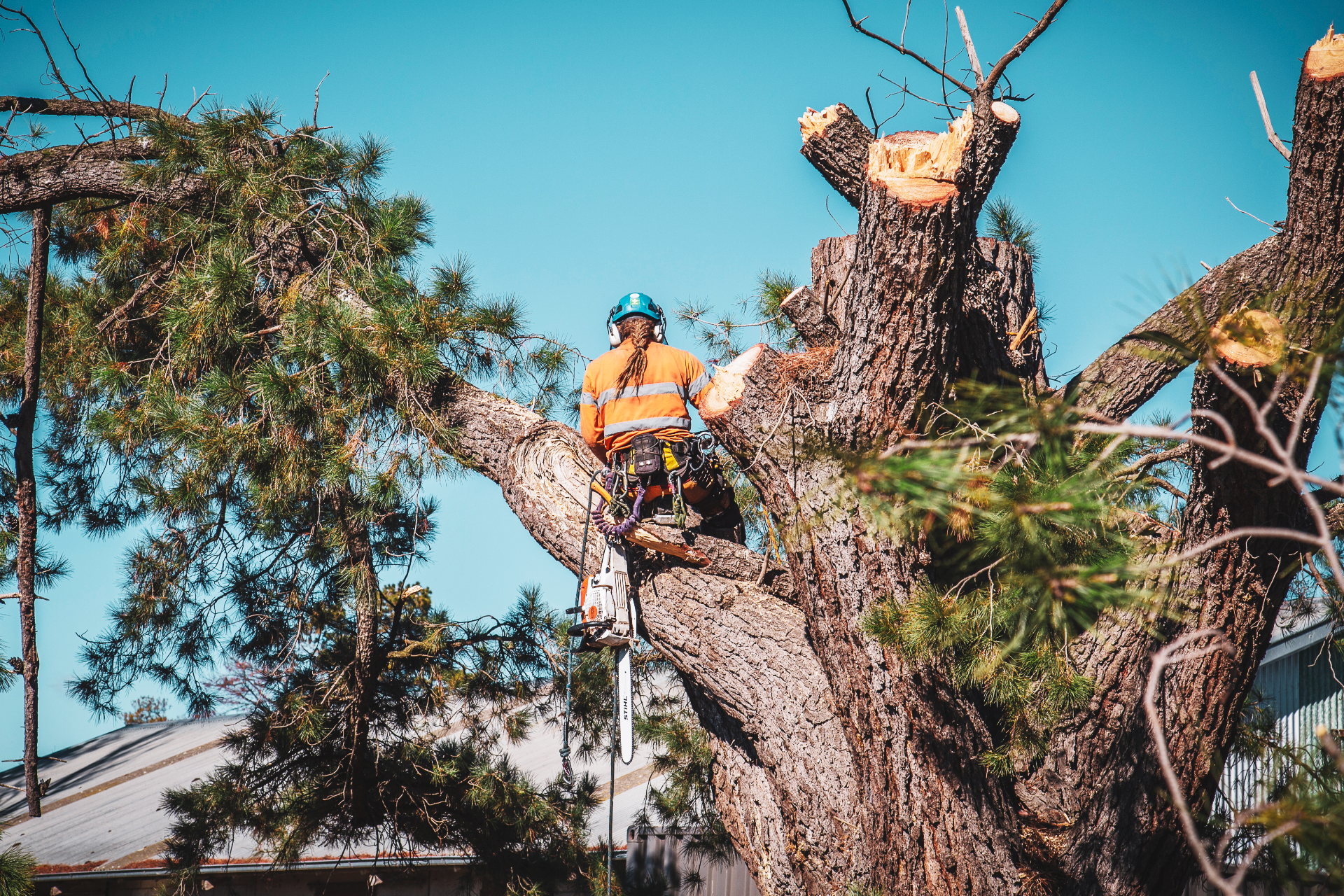 Bob & Ben team removing a tree