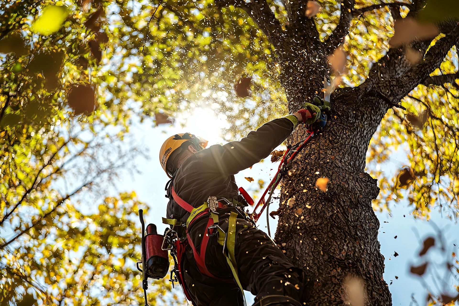 Arborist in a tree, sawing branches. Sun shines through leaves, creating a bright, dynamic scene.