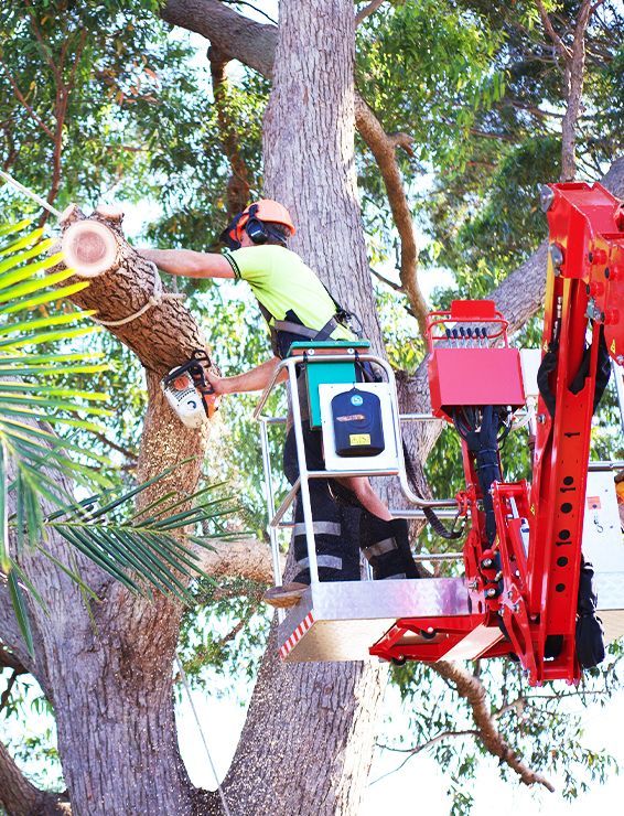 tree removal using a crane