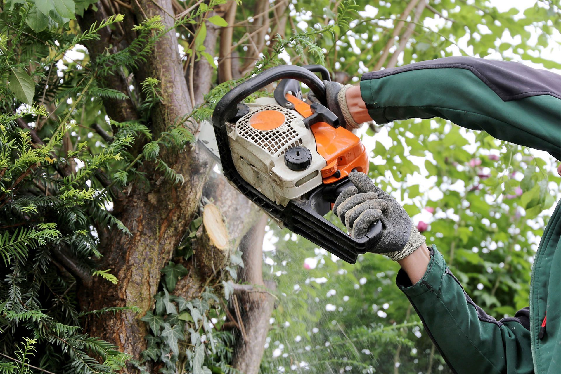 A person is cutting a tree with a chainsaw.