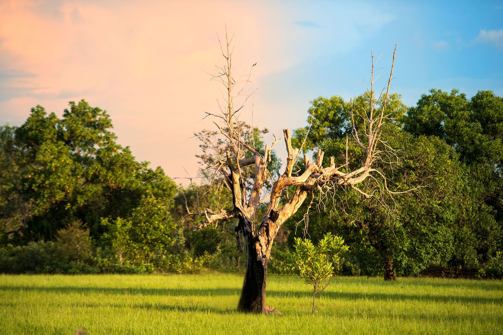 dead tree