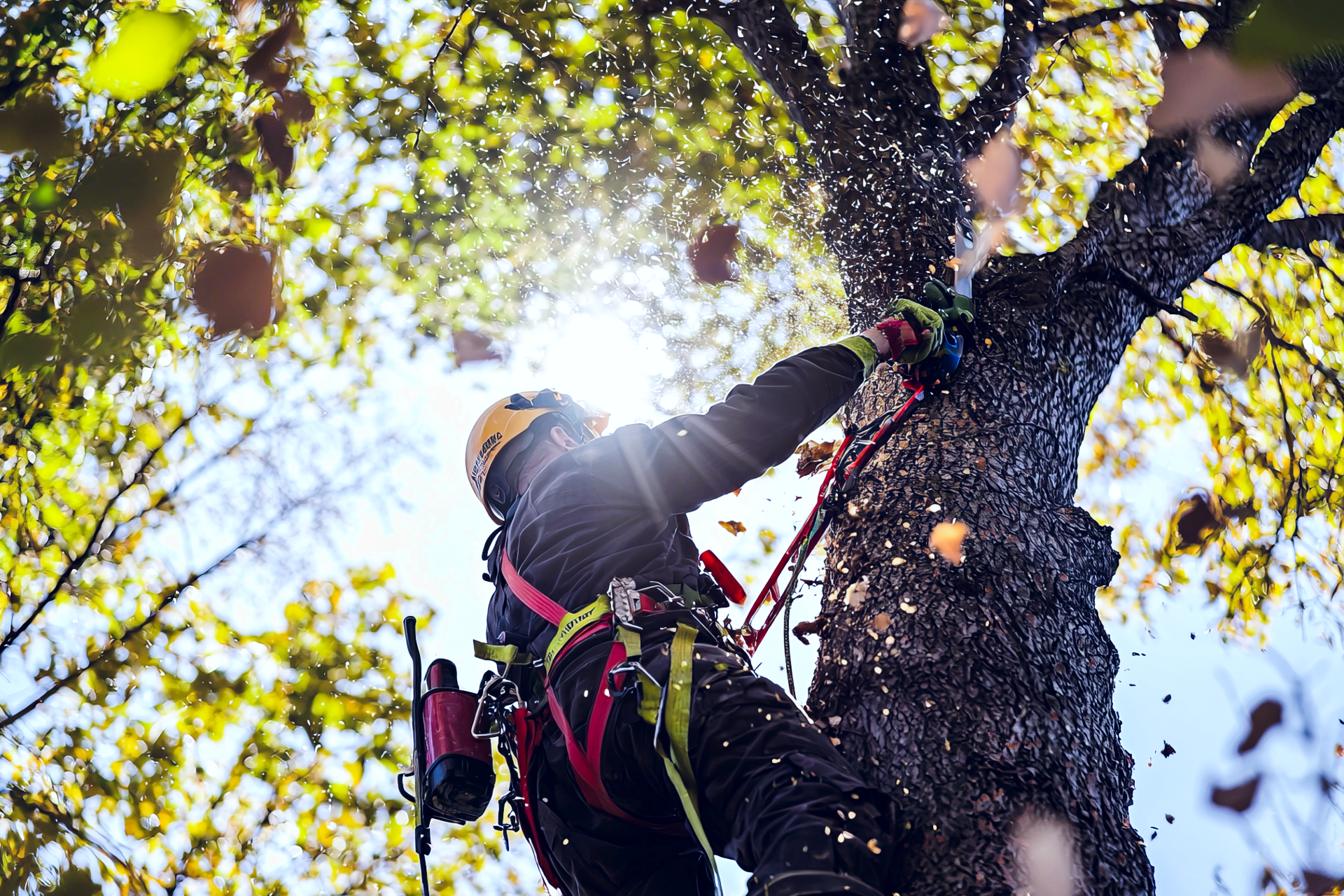 Arborist climbing a tree and cutting branches in sunlight, with safety gear and harness visible