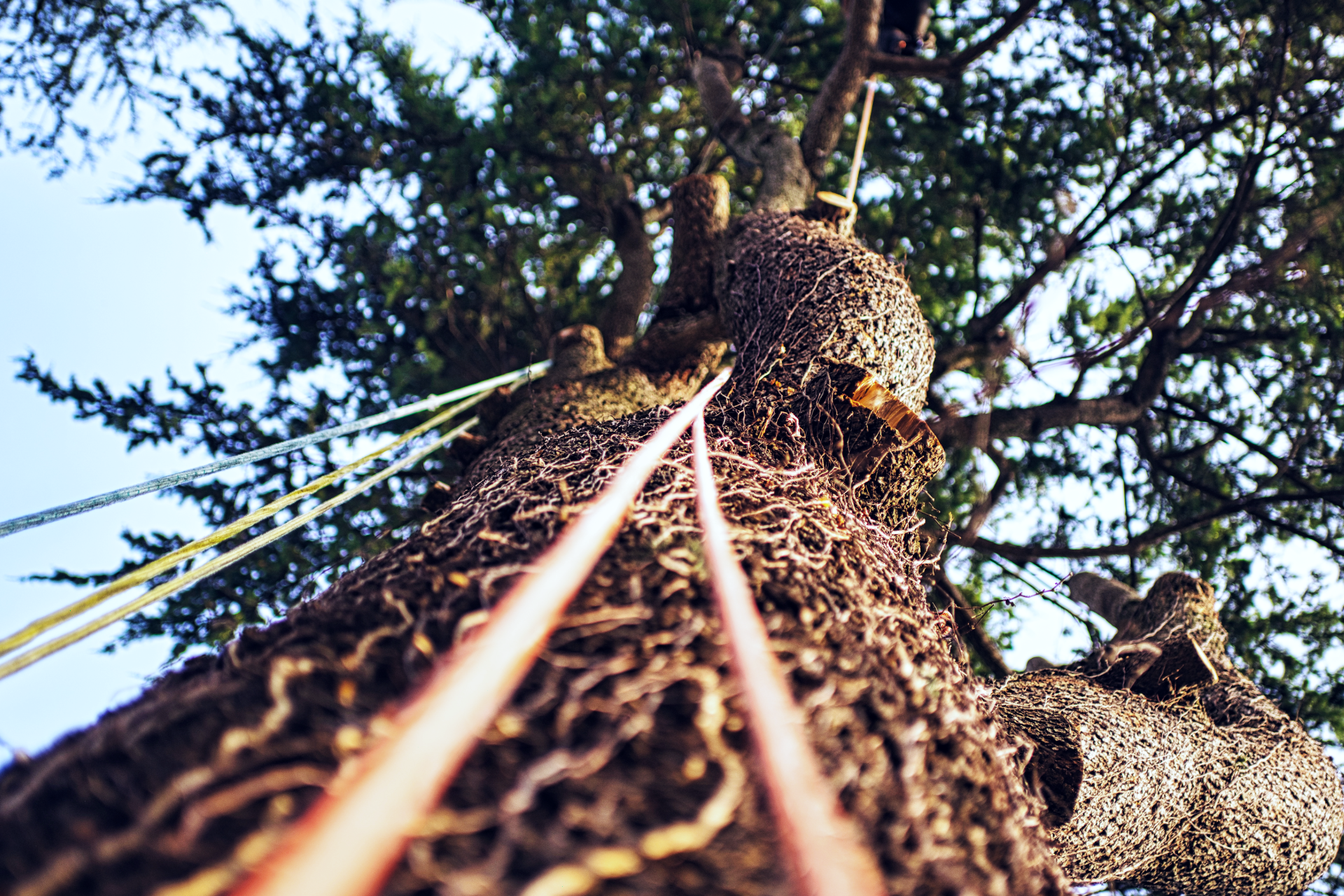 Looking up a tall tree trunk covered in vines and rough bark, with branches against the sky