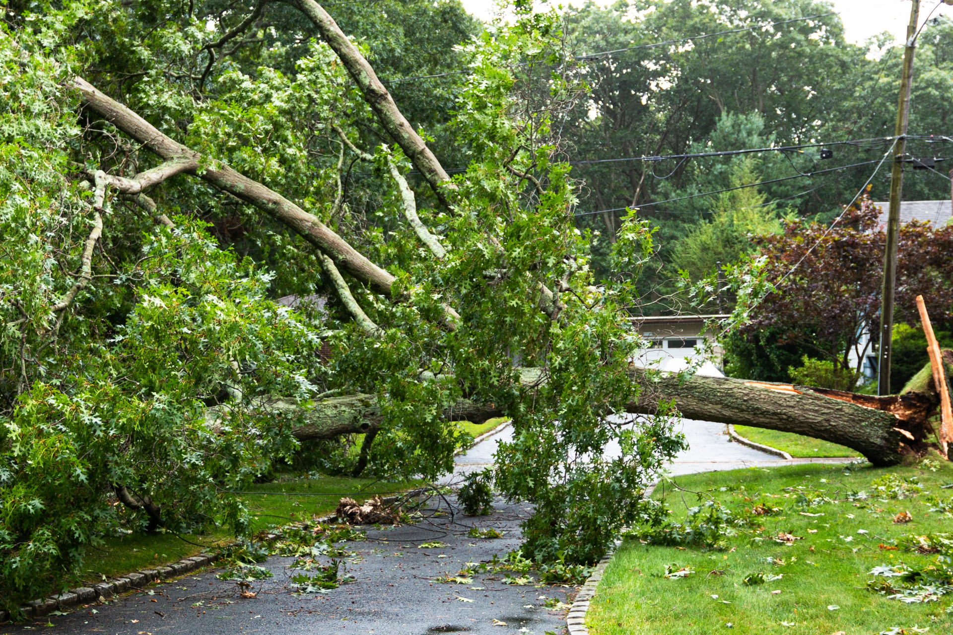 Fallen tree blocking a wet path in a green park after a storm