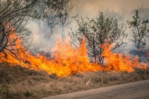 bushfire