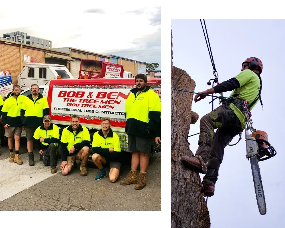 the Bob & Ben The Tree Men team
