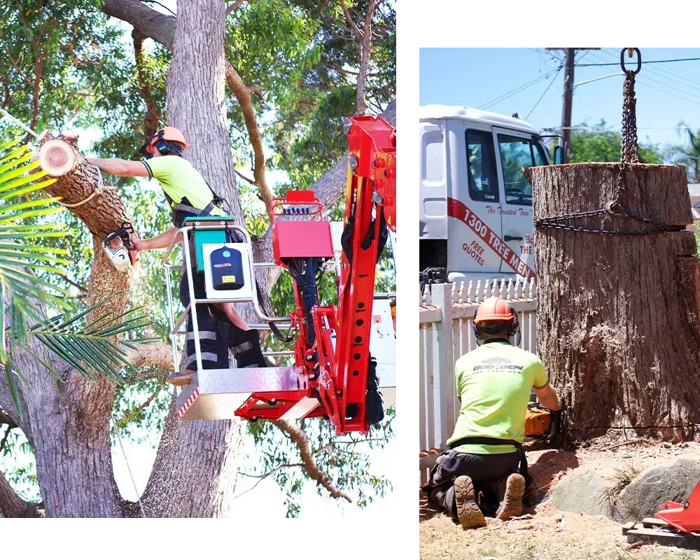 expert tree removal Loftus