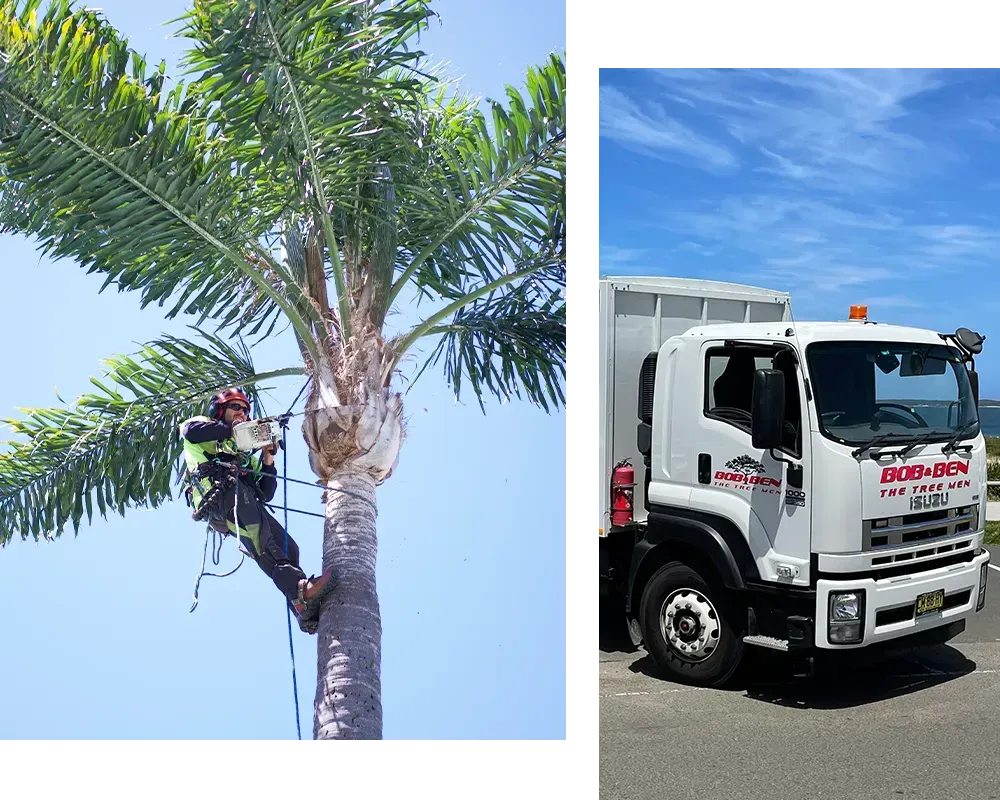 palm tree removal Sutherland Shire