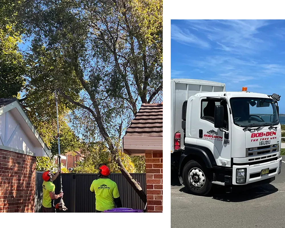 tree pruning Heathcote