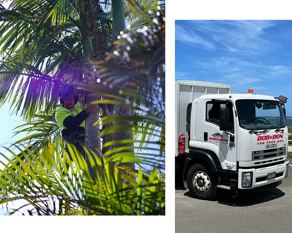 Bob & Ben The Tree Men - tree services contractor