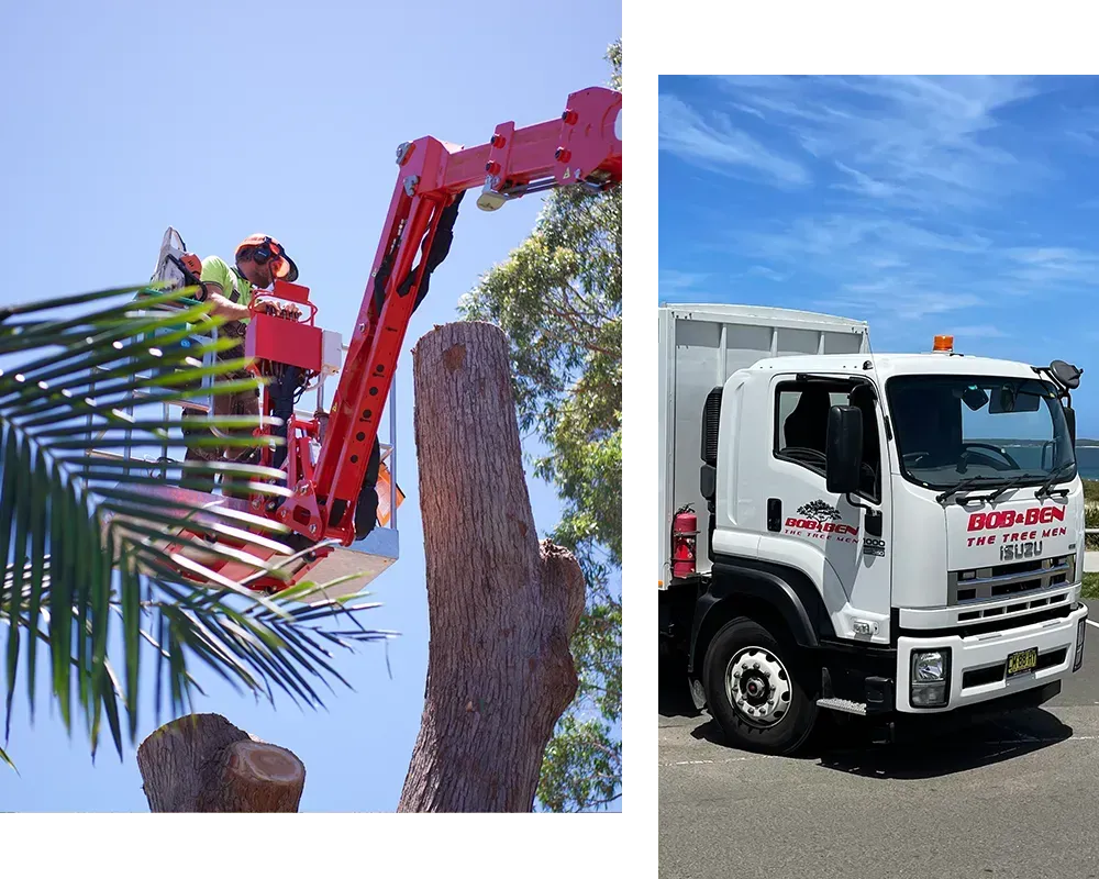 tree removal crane hire Sutherland Shire