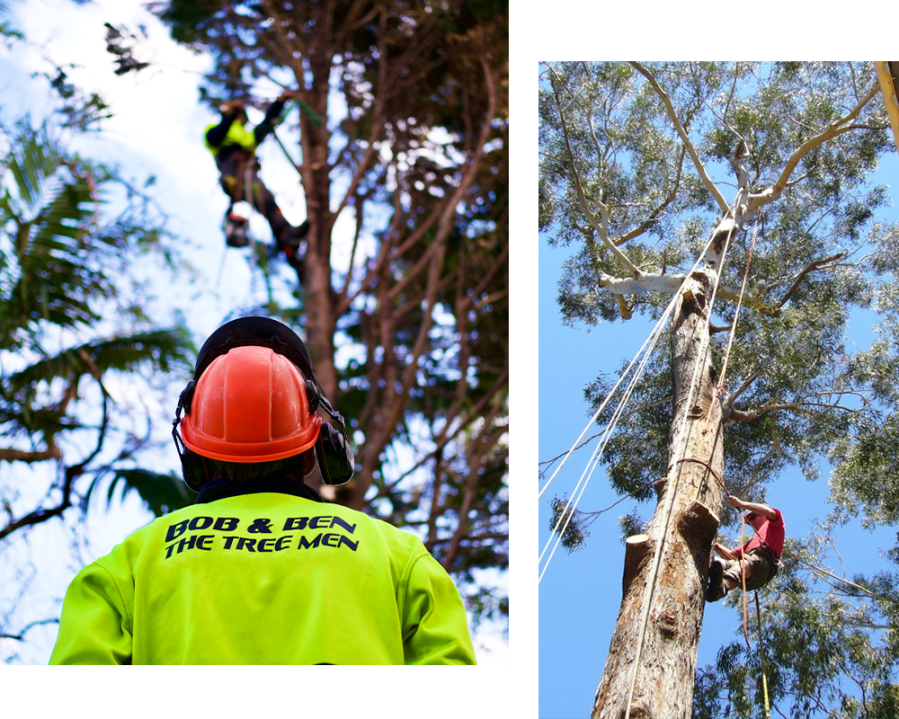 Bob & Ben The Tree Men at work