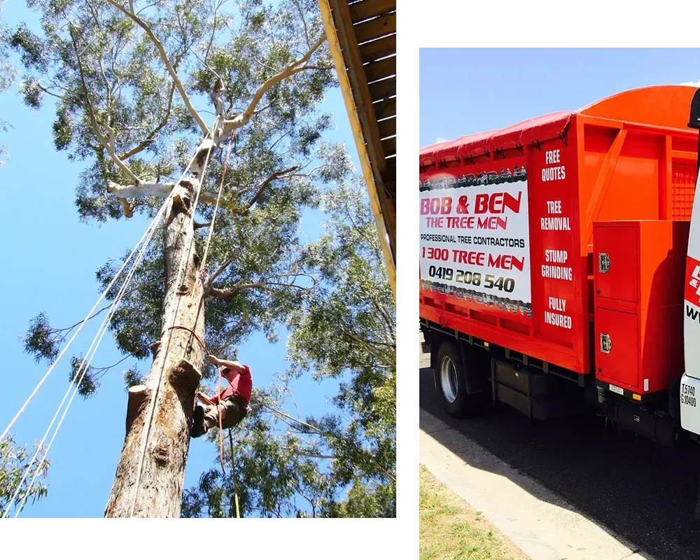 Bob & Ben The Tree Men at work