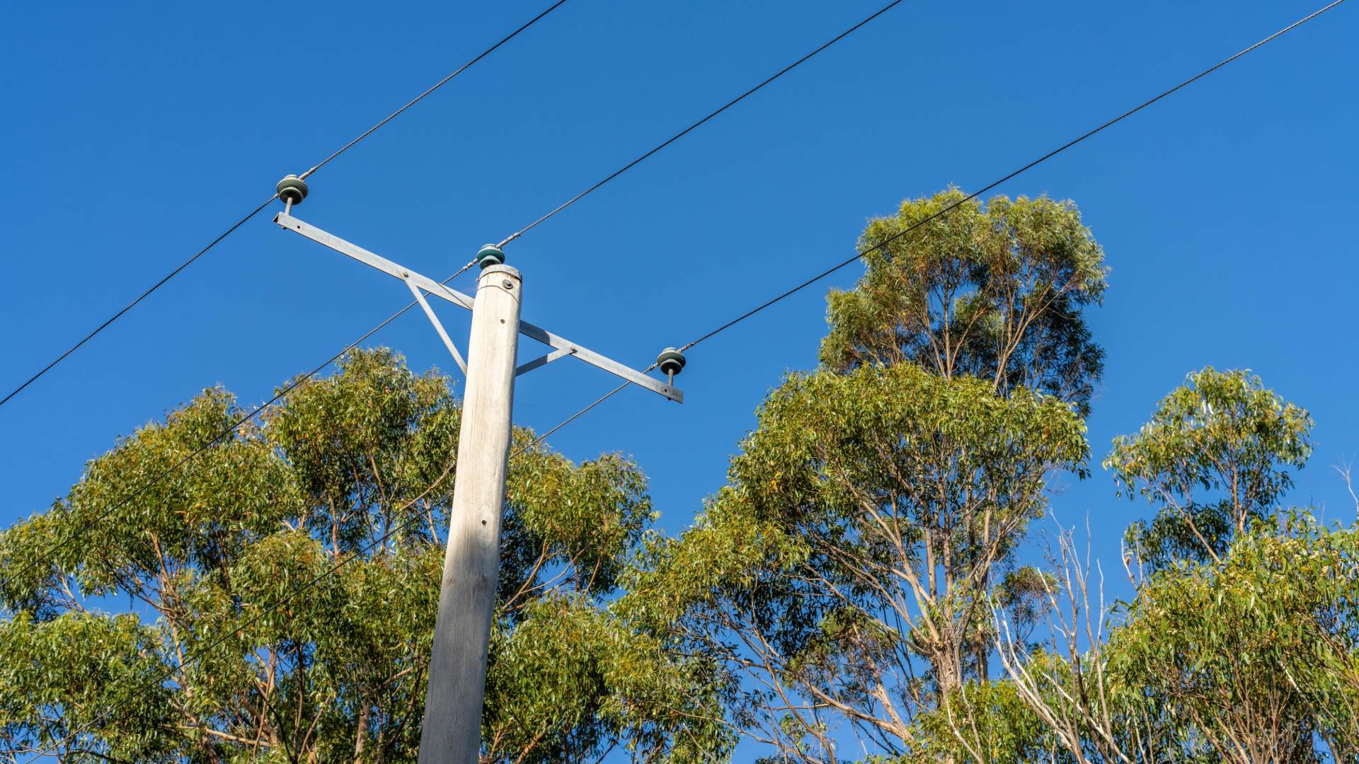Utility pole and power lines against a blue sky, with tall green trees in the background