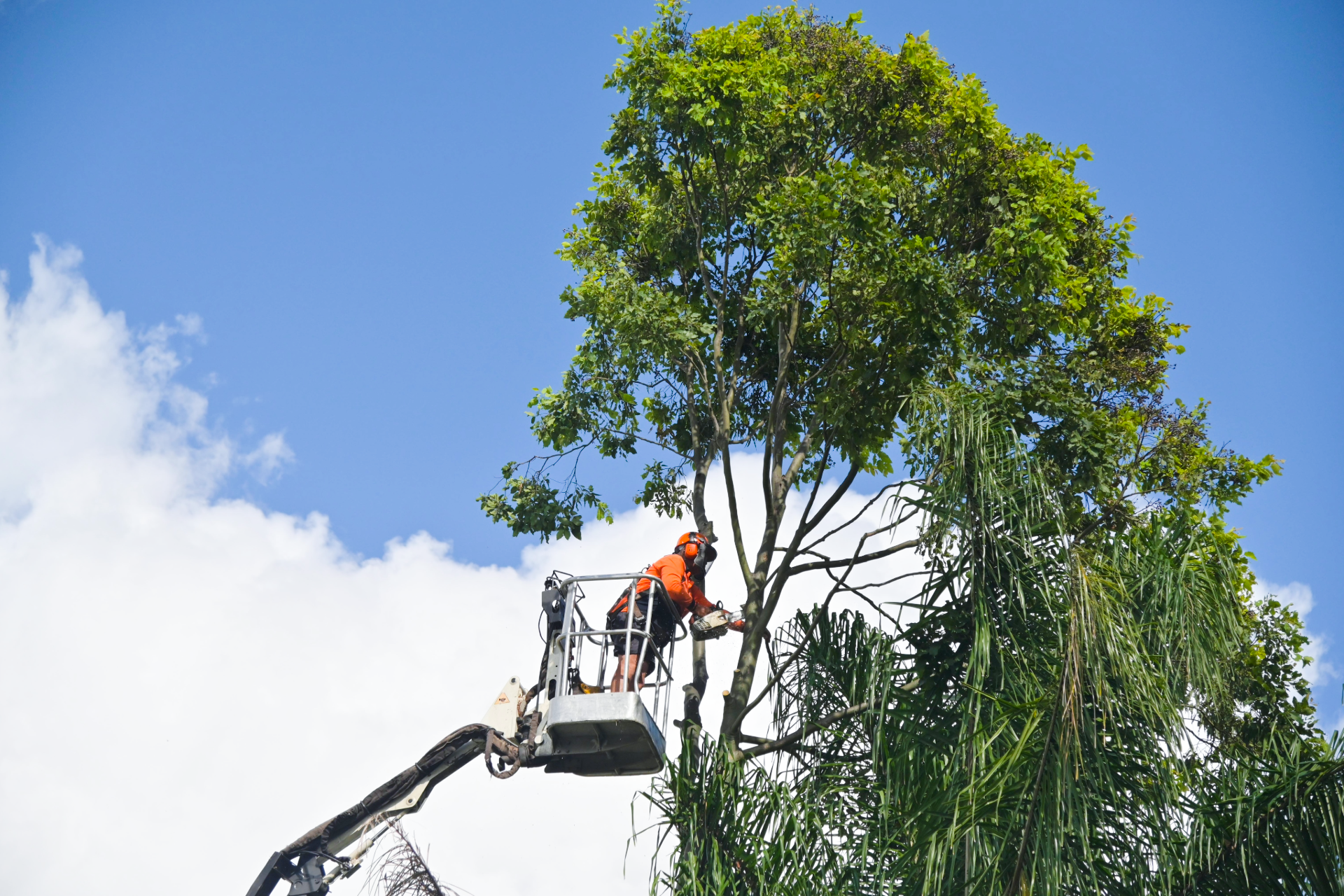 Worker in an aerial lift trimming a tall green tree against a blue sky