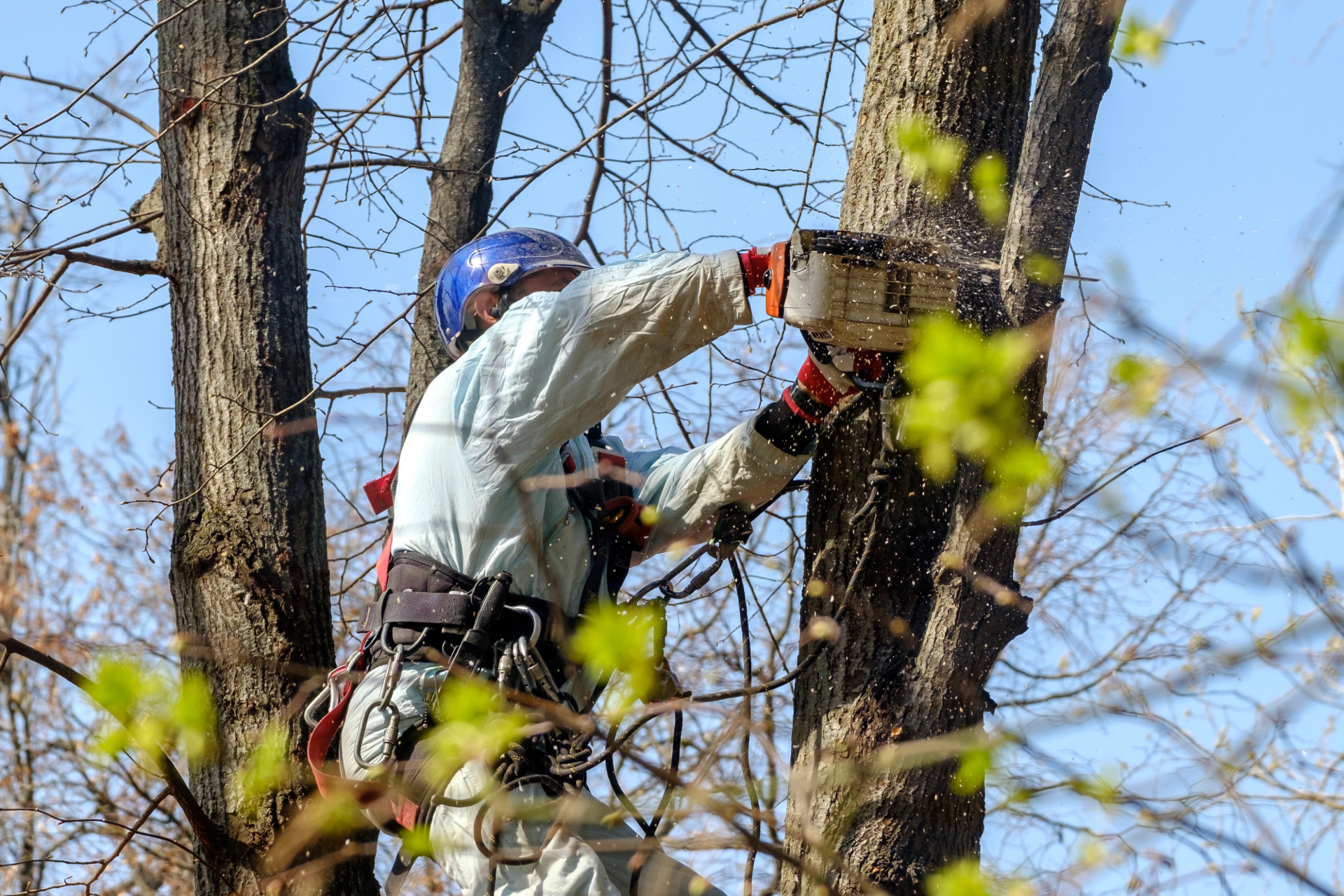 Person in a white jacket and blue helmet climbs a tree while using safety gear and a saw.