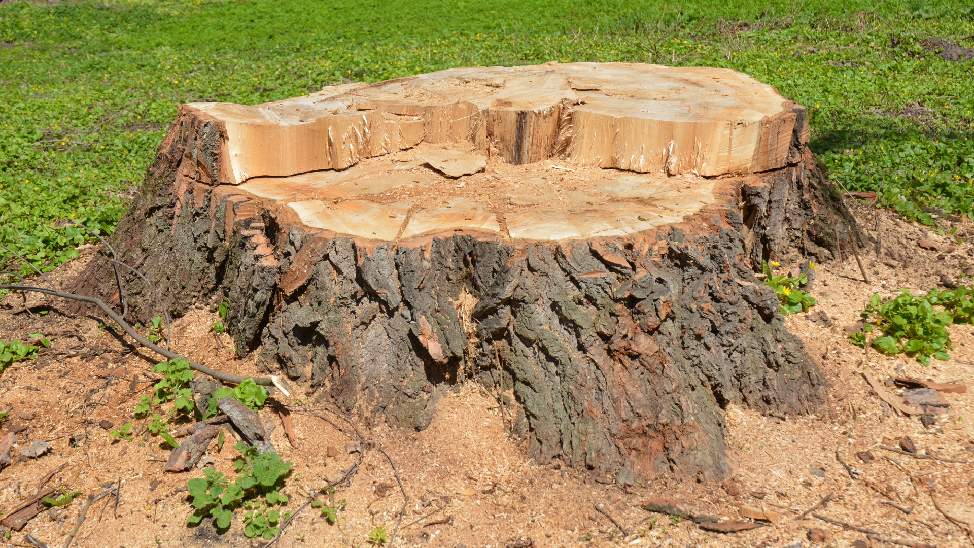 Large tree stump with rough bark and pale cut top in a grassy dirt area