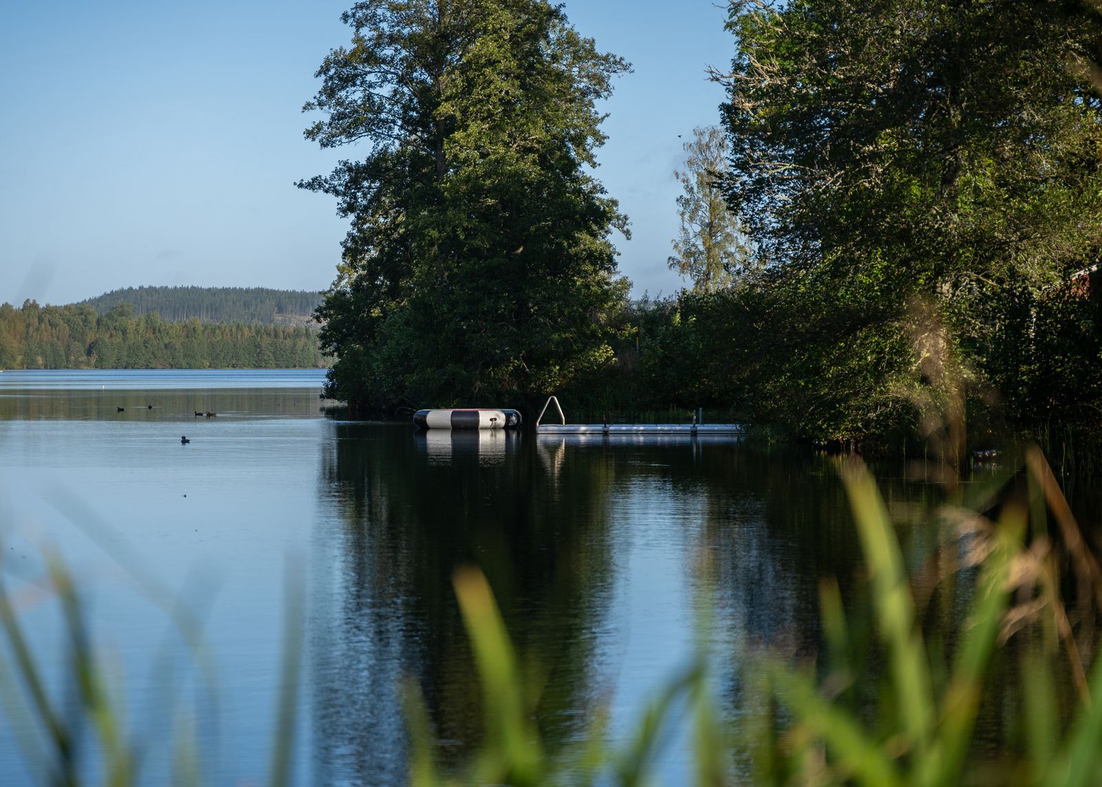 Lugn sjöbrygga med träd som speglar sig i stilla vatten under en klarblå himmel