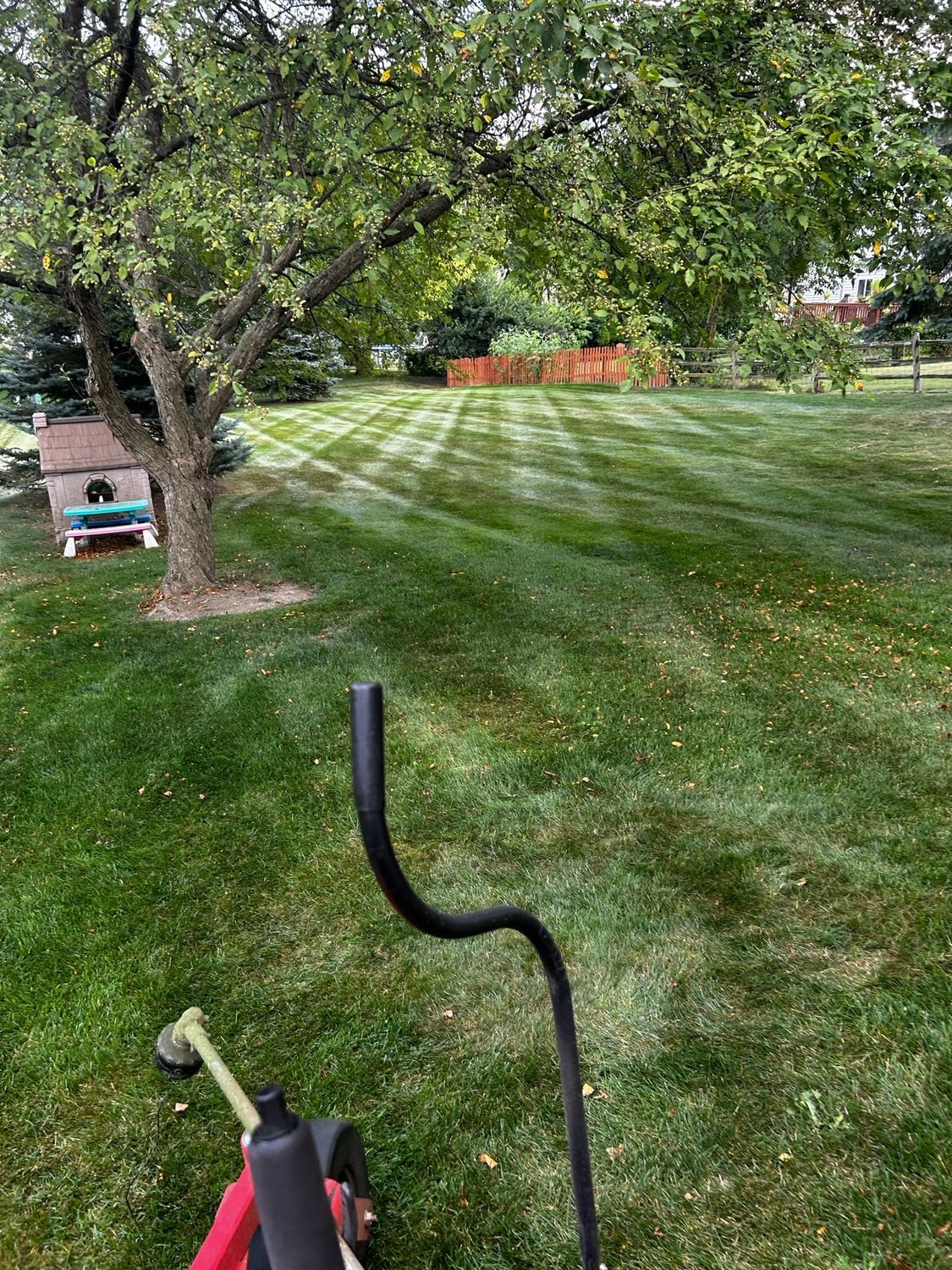 Leafy backyard with a tree, striped lawn, and a bicycle handlebar in the foreground