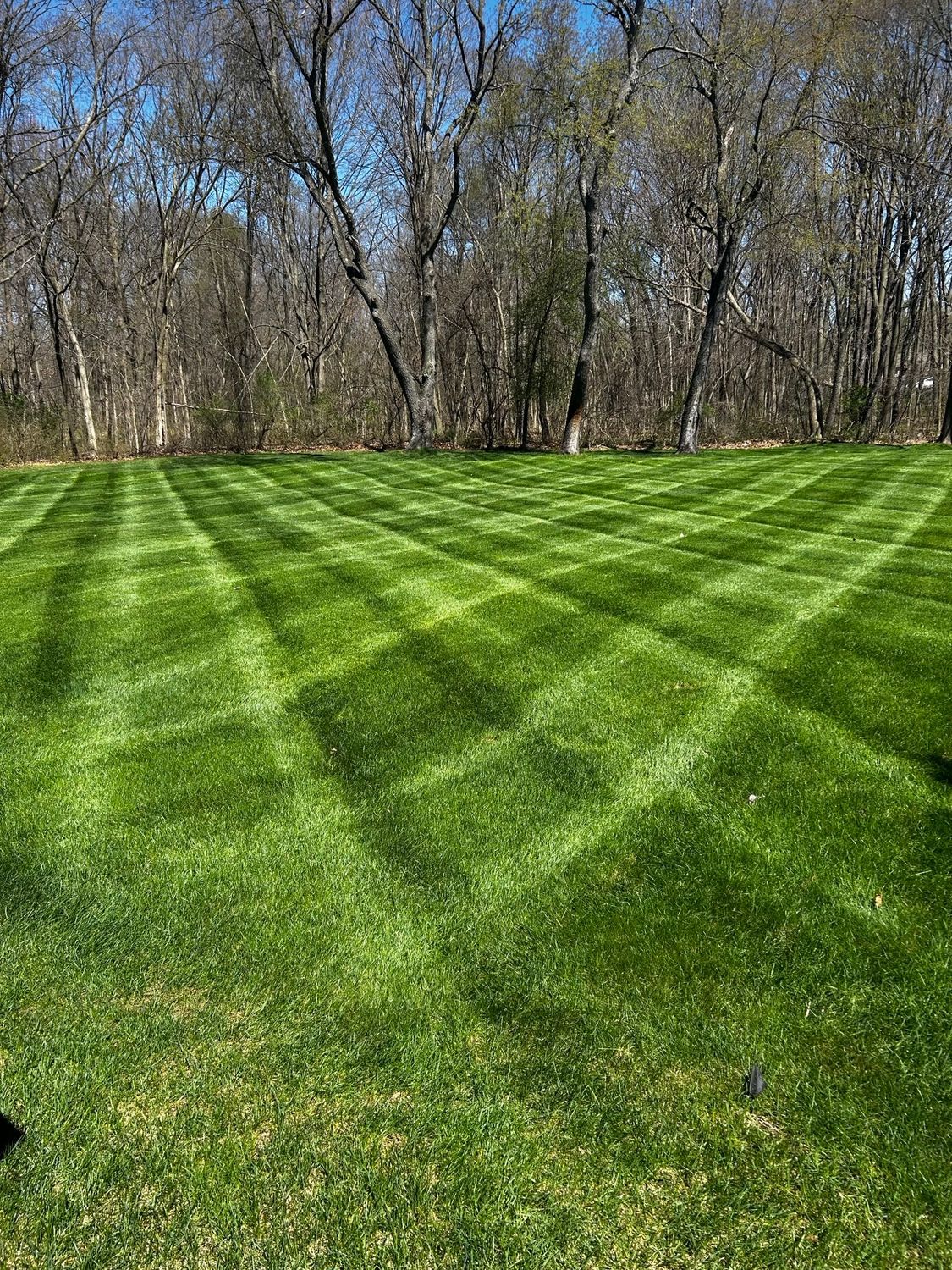 Sunlit green lawn with striped mowing patterns, bordered by leafless trees under a blue sky