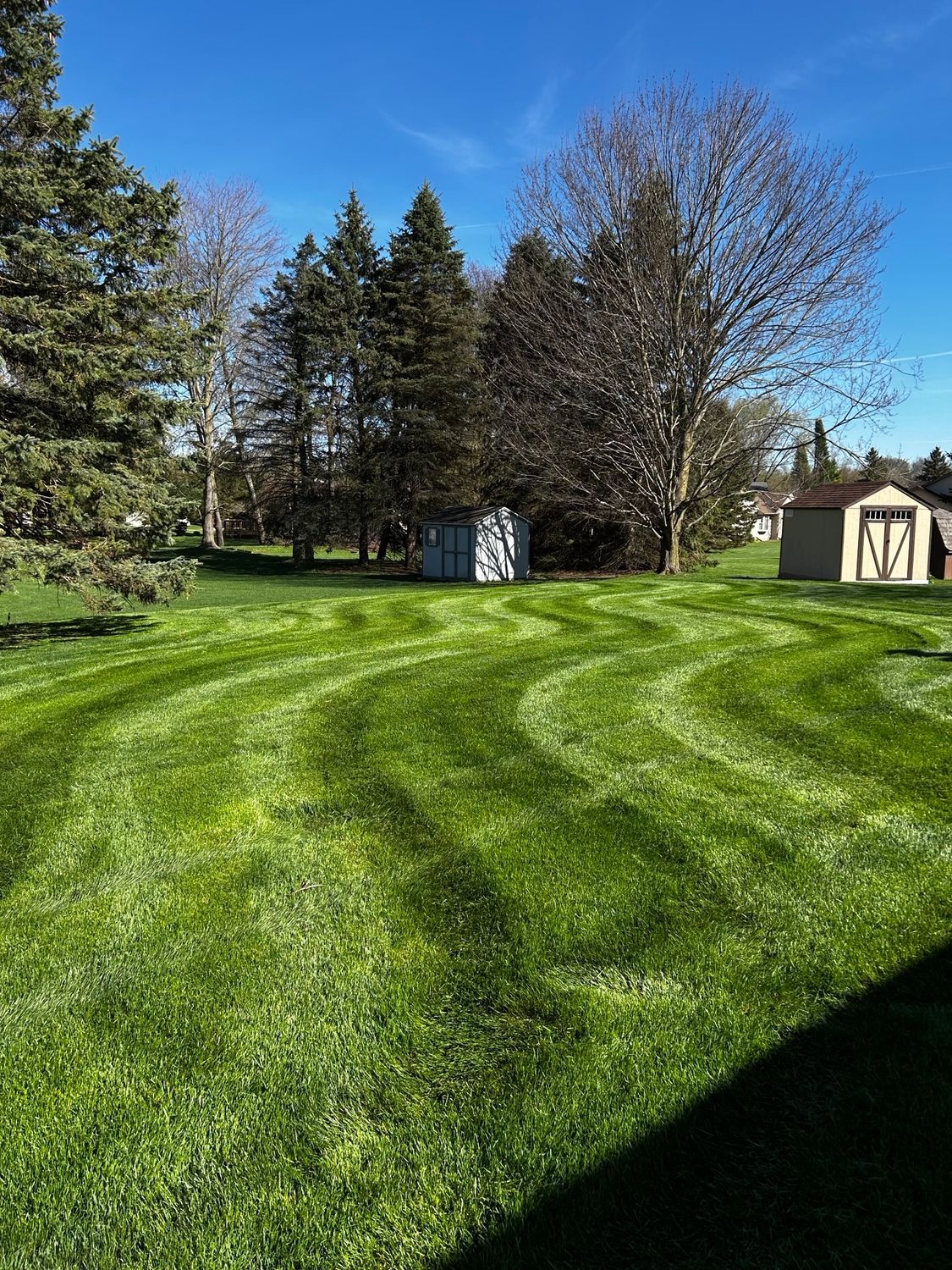 Sunny backyard lawn with mowed grass stripes, evergreen trees, and two small sheds under a blue sky