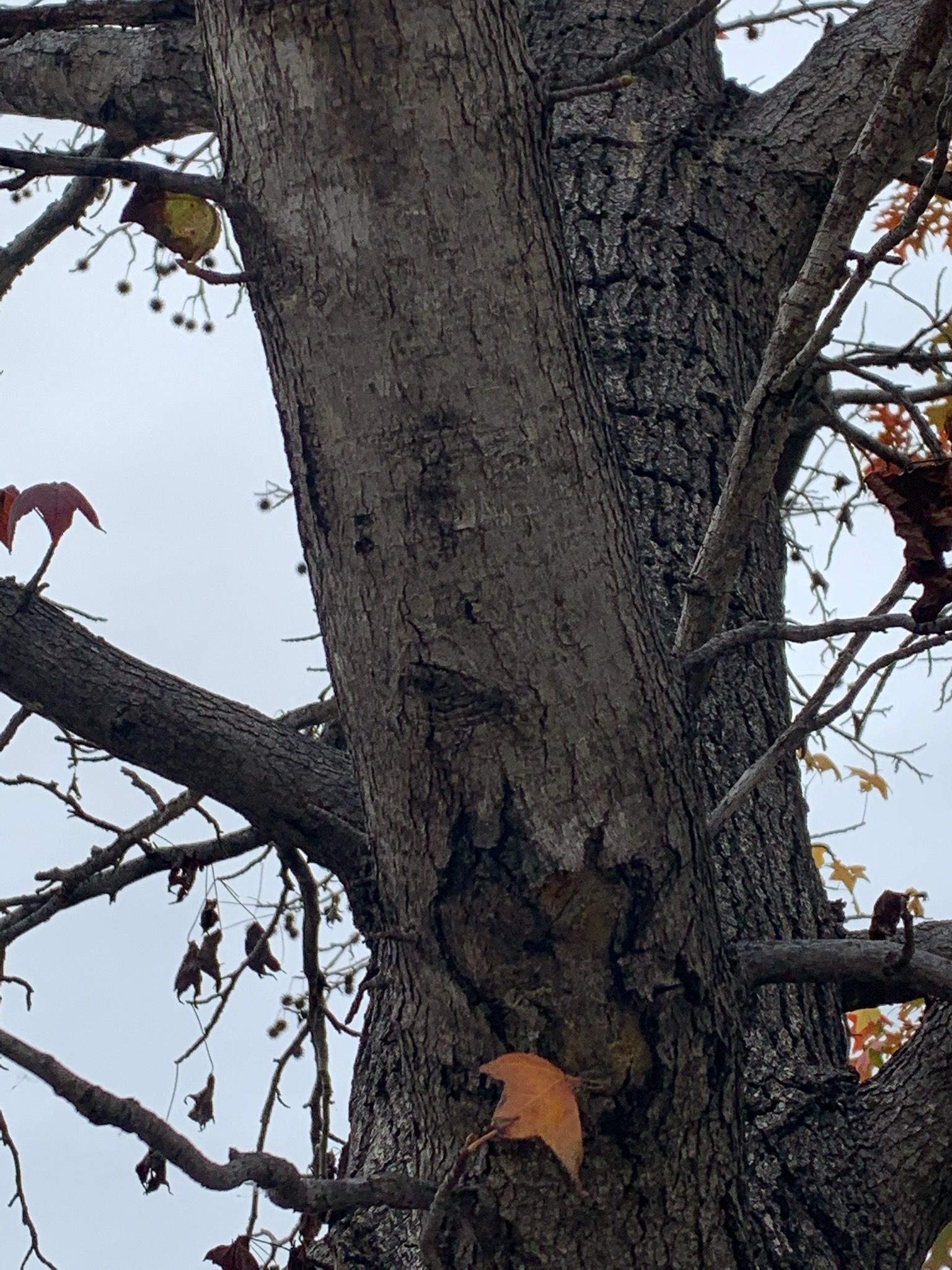 A close up of a tree with a leaf on it
