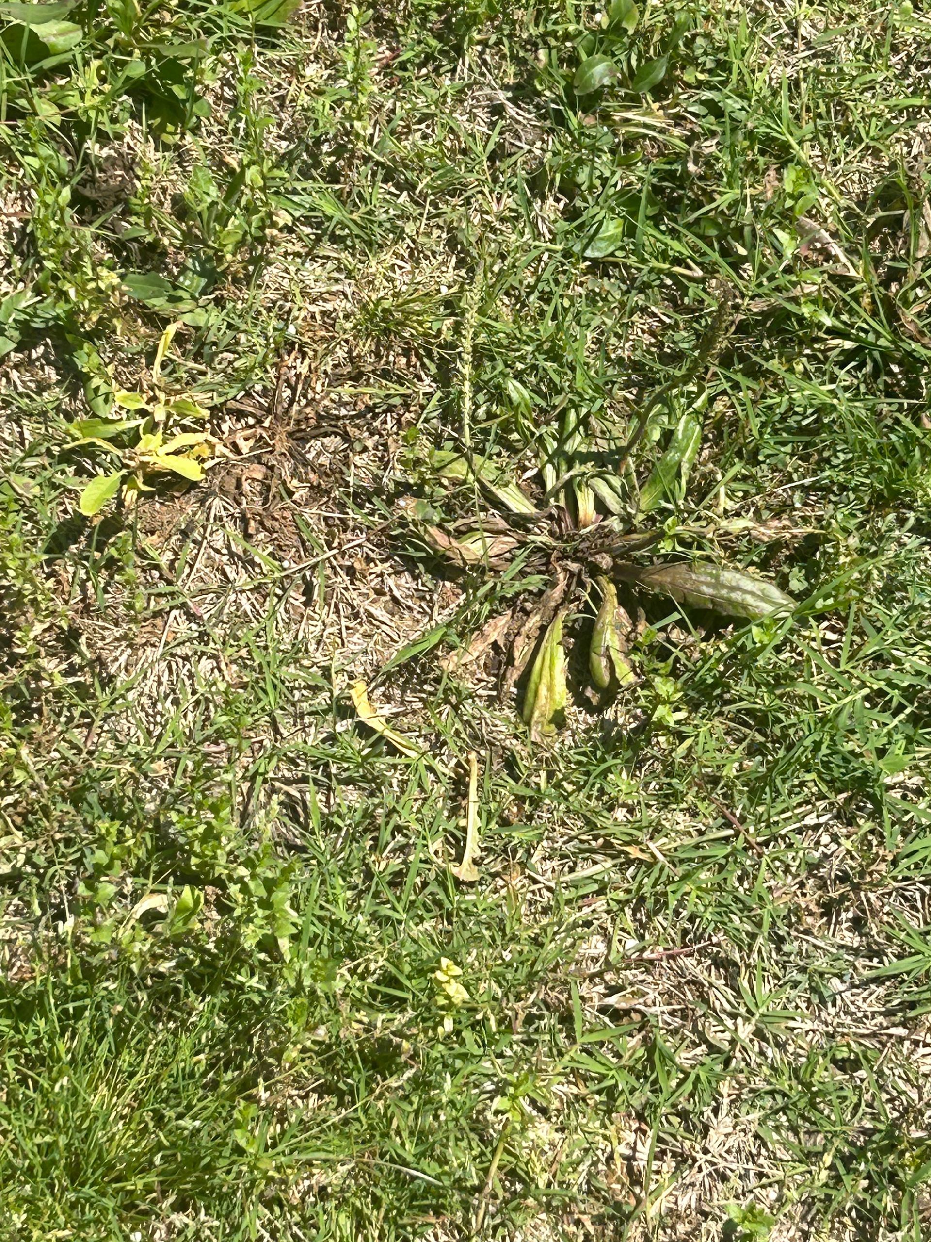 A close up of a plant growing out of the ground in the grass.