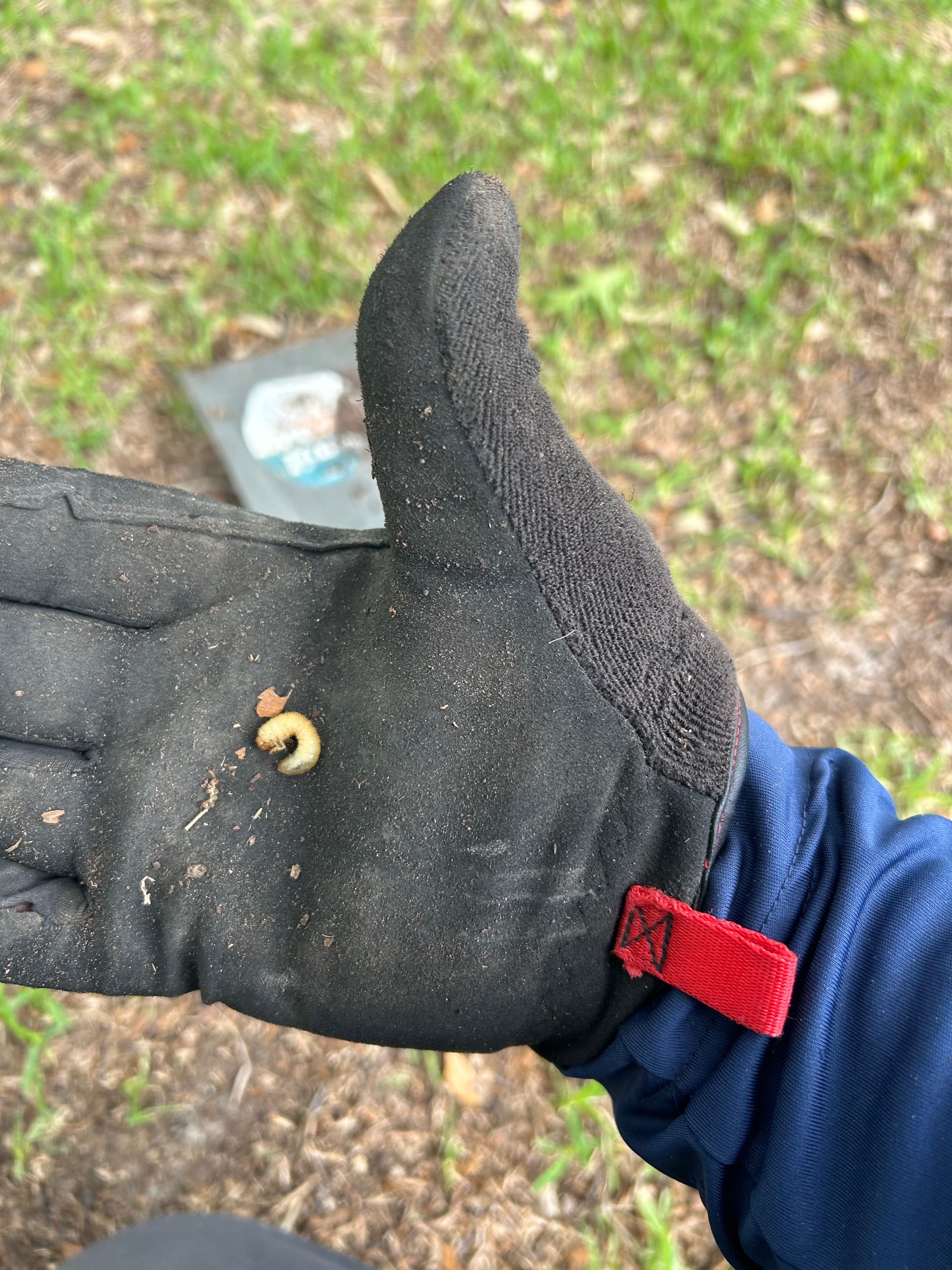 White grub larva discovered in Carrollton TX lawn causing root damage and brown patches.