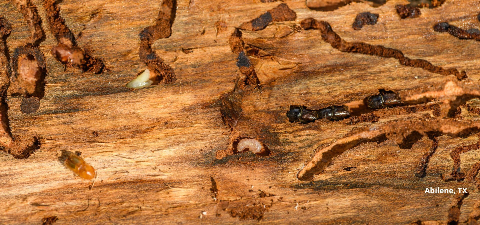 A close up of a piece of wood with termites eating it Abilene, TX.