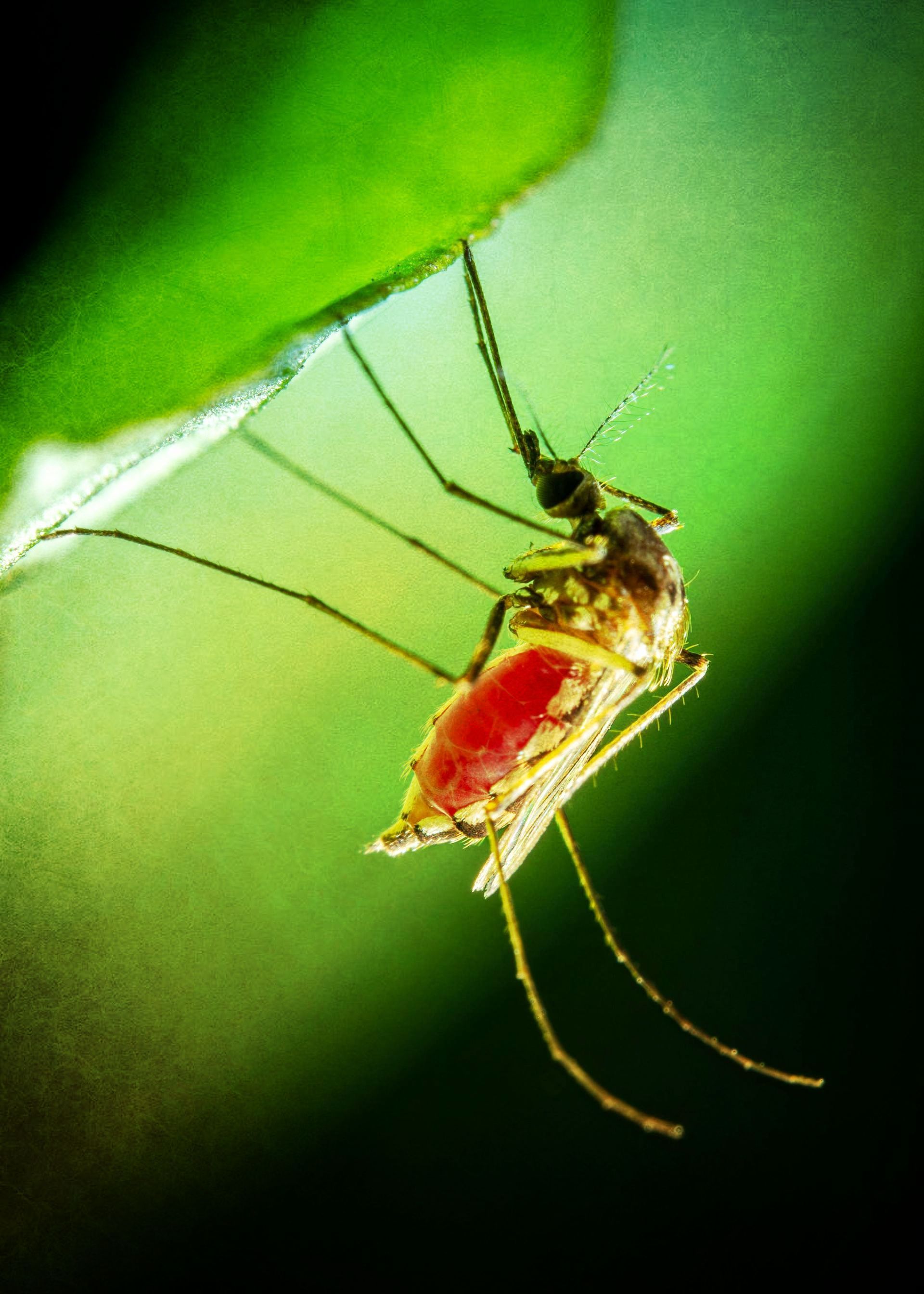 A close up of a mosquito on a green leaf Little Elm, TX