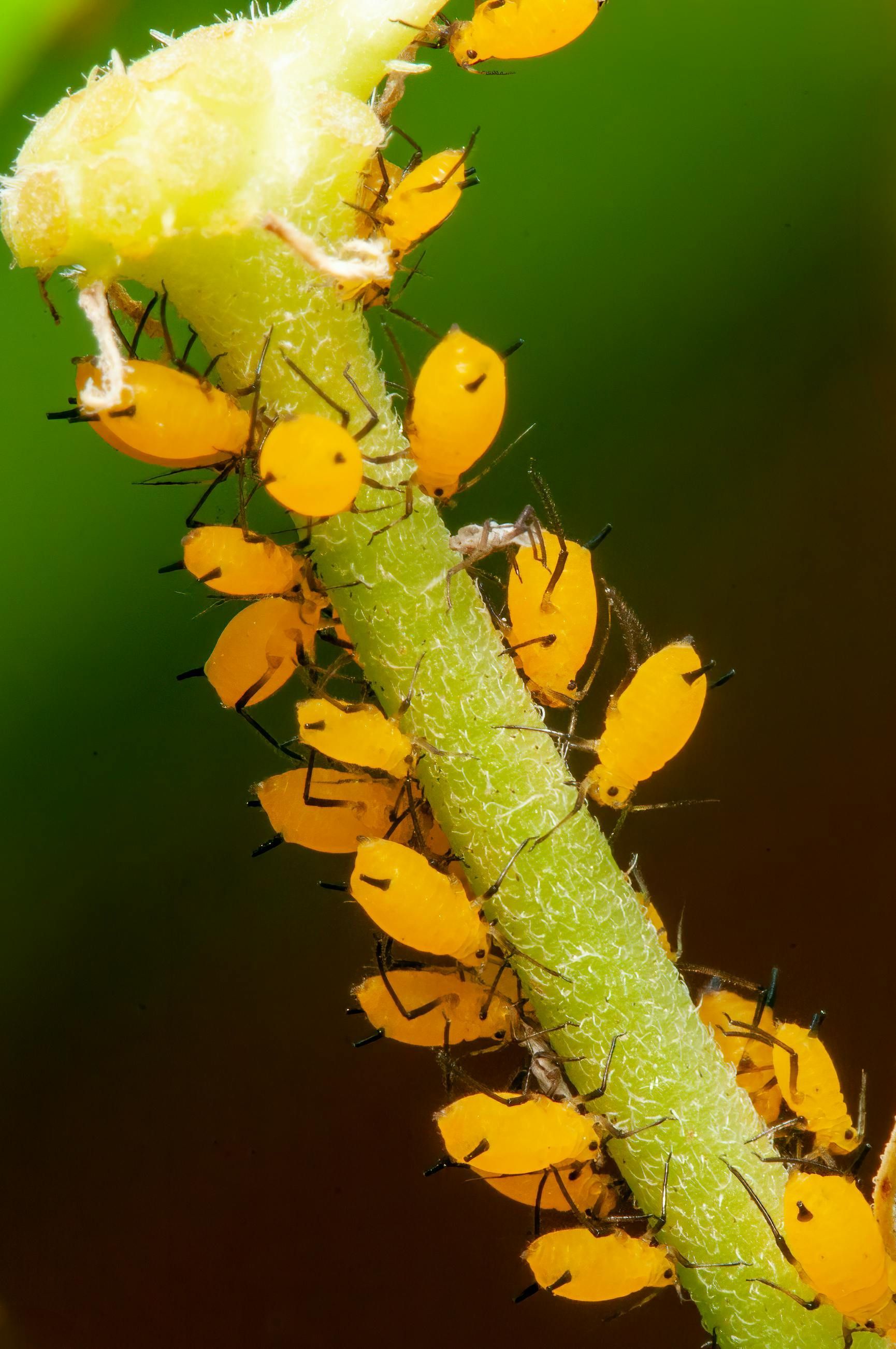 A close up of a plant with aphids on it.
