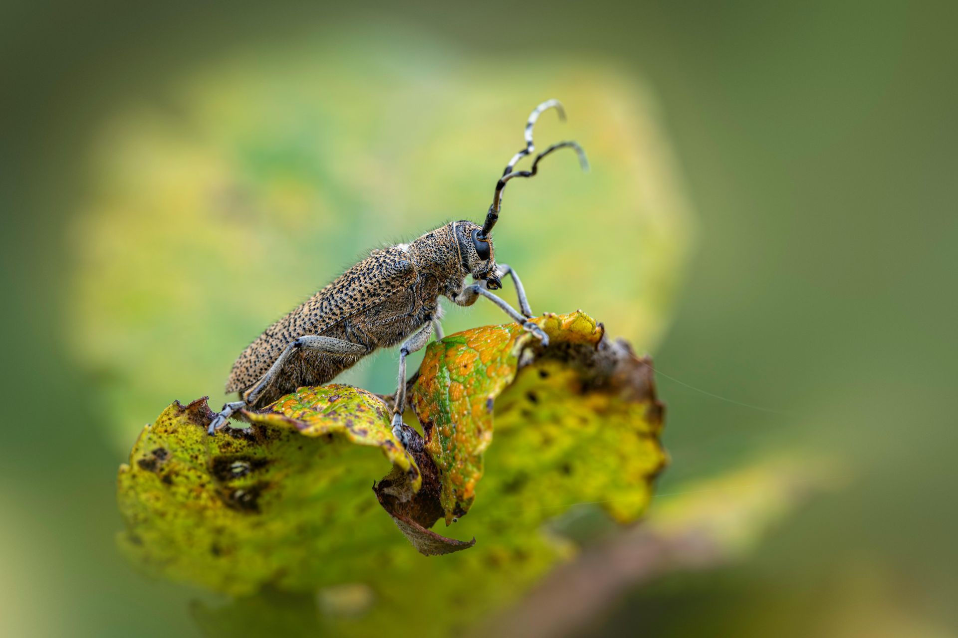 A small bug is sitting on top of a green leaf.