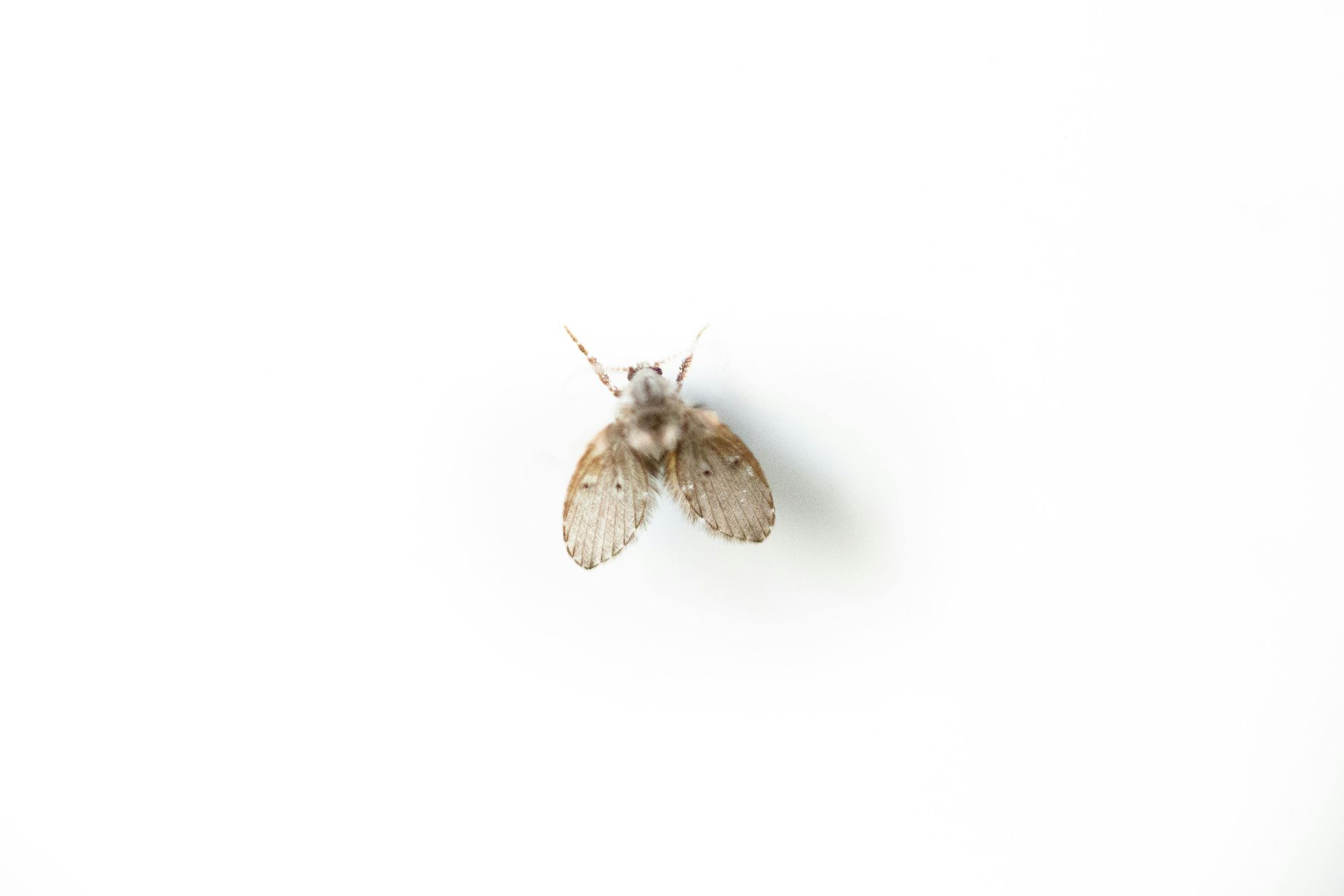 A close up of a drain fly on a white surface.