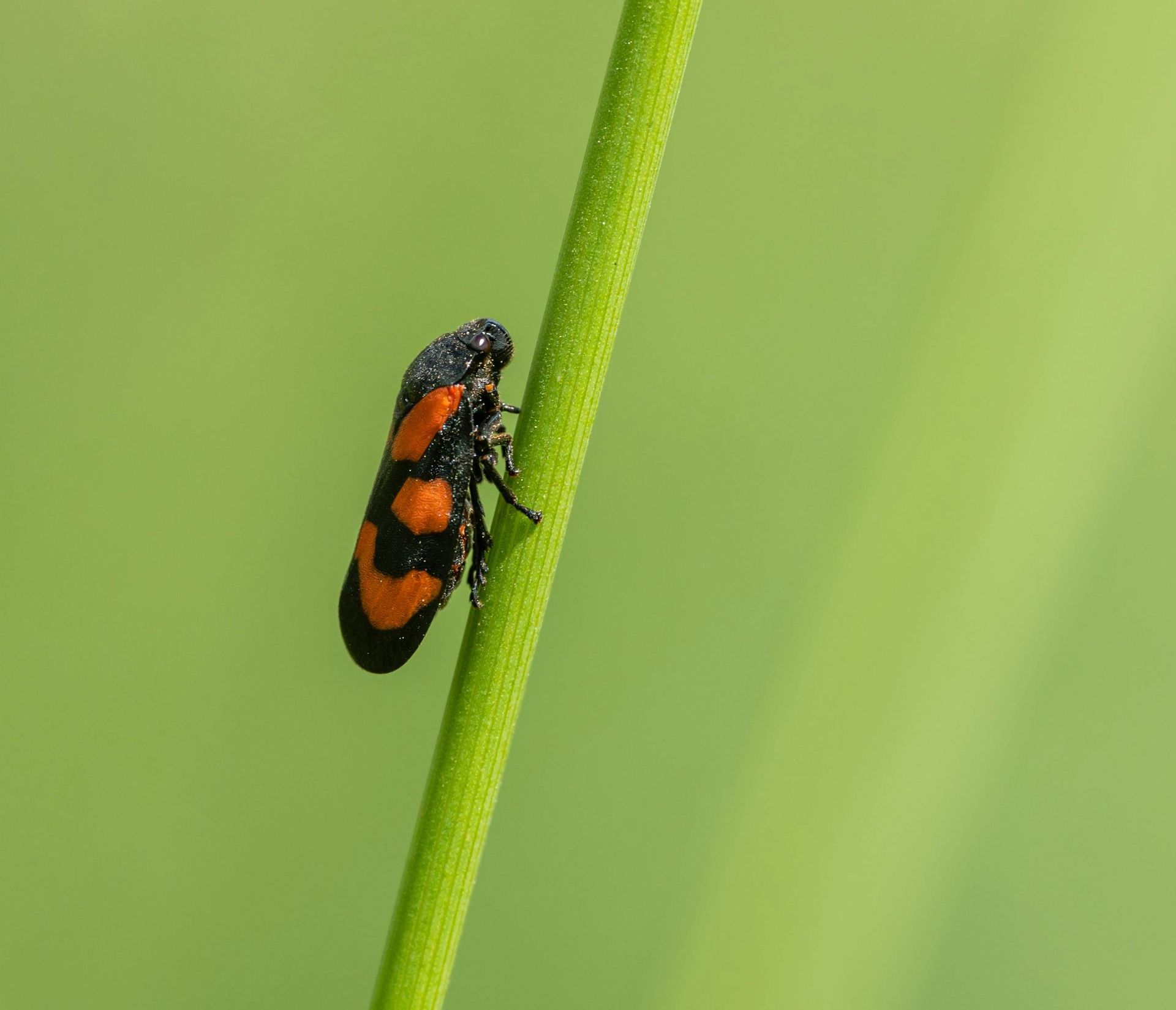 A red and black Spittlebug is sitting on a green stem.