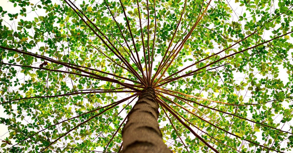 Protect your North Texas landscape