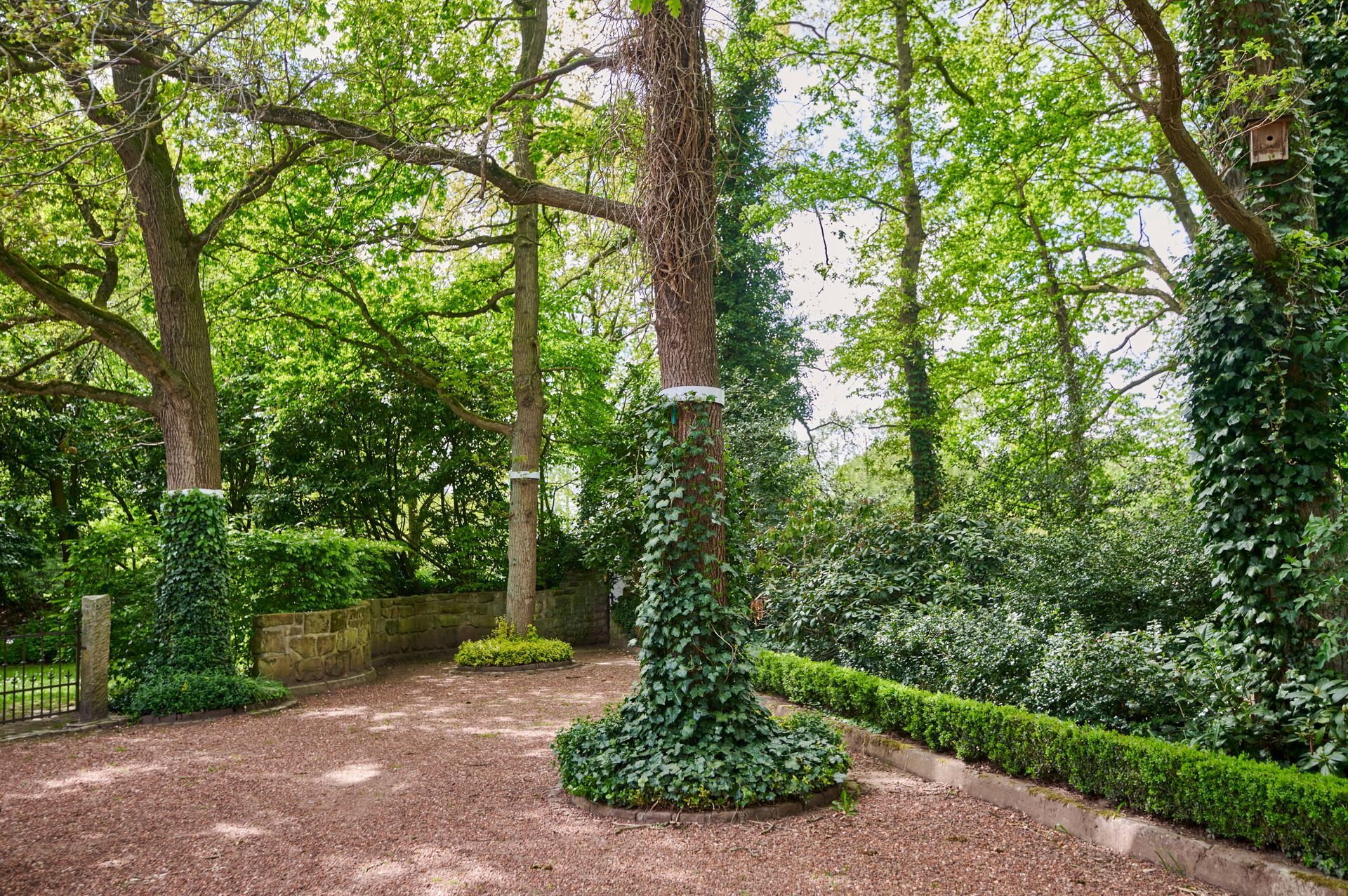 Ein üppiger grüner Wald mit Bäumen und Büschen, die einen Schotterweg umgeben.