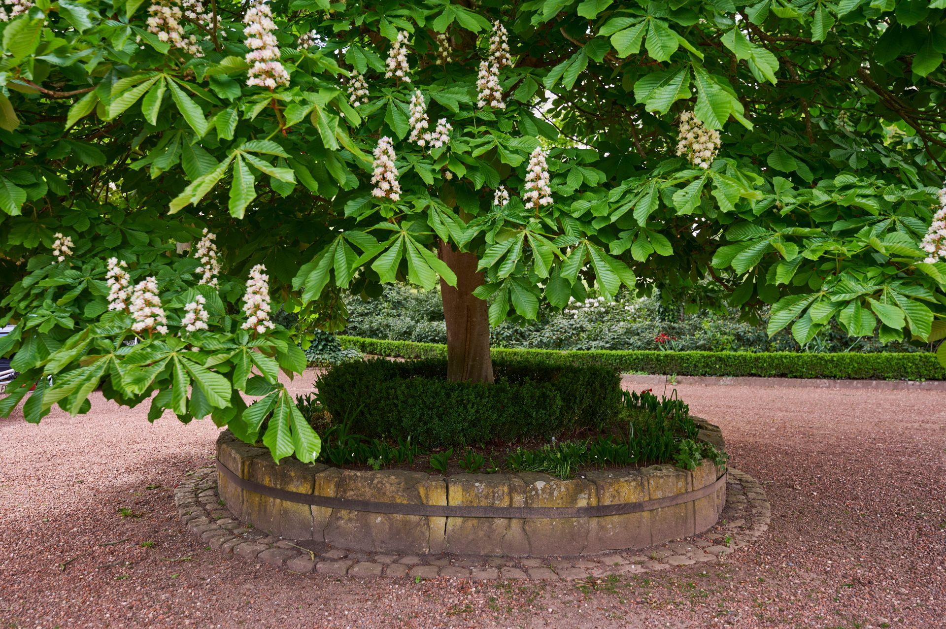 Ein Baum mit vielen Blättern und weißen Blüten