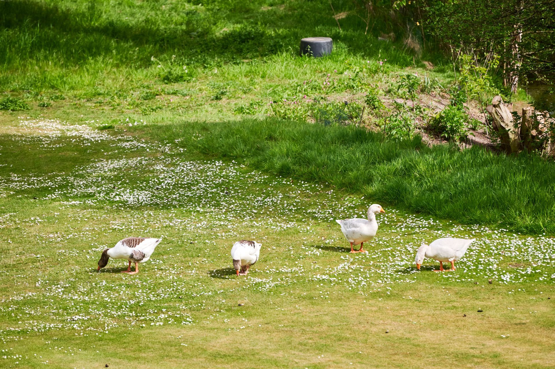 Drei Enten stehen auf einer Wiese in der Nähe eines Gewässers.