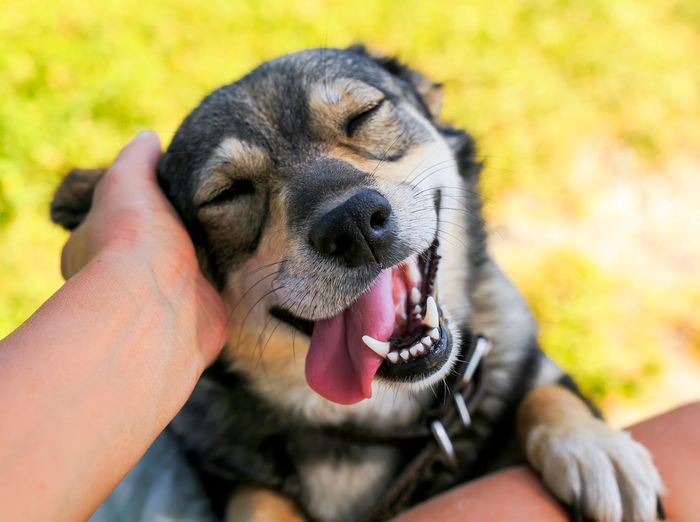 Cute Dog — Houston, TX — 249 Animal Clinic