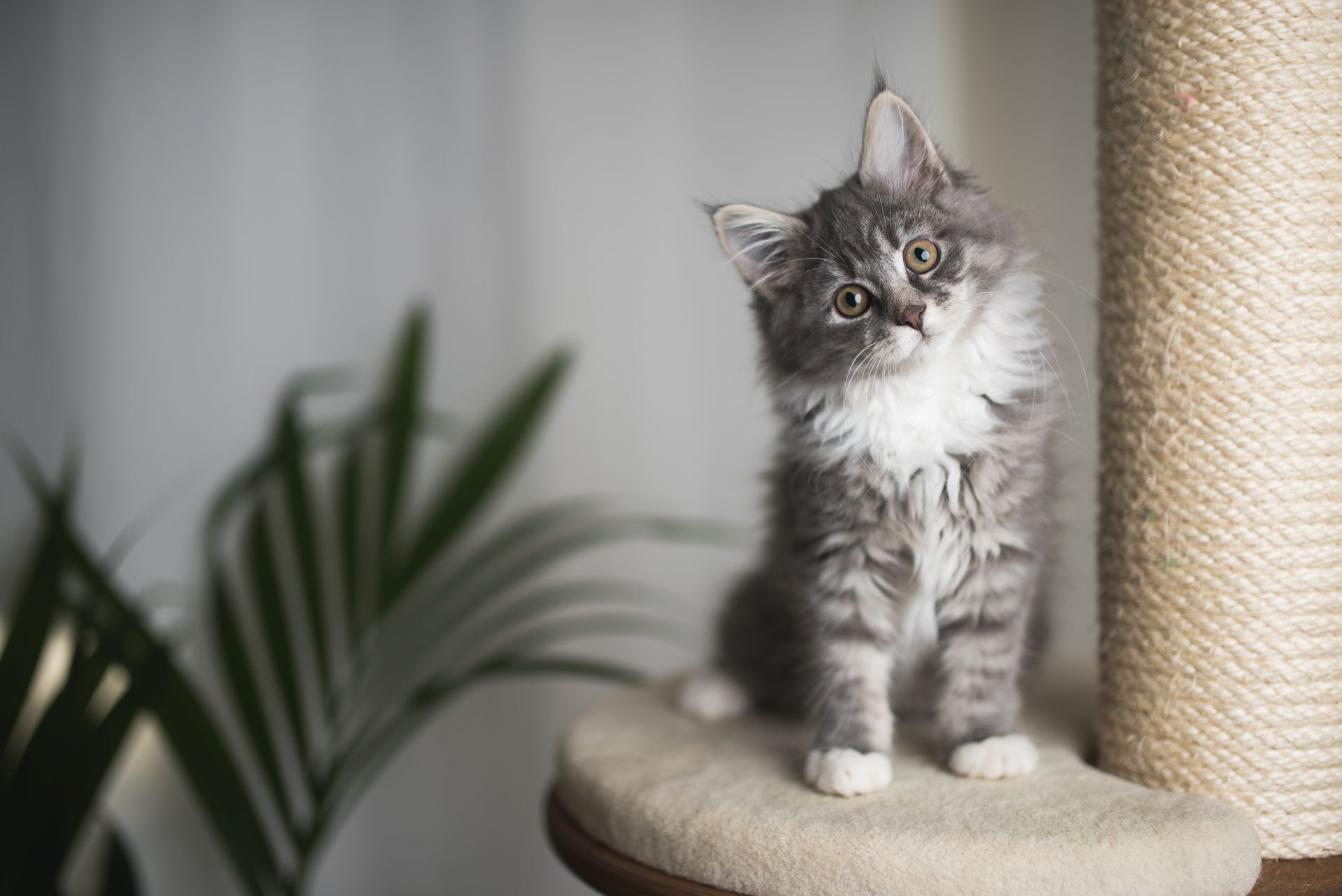 Kitten on Scratching Post — Houston, TX — 249 Animal Clinic