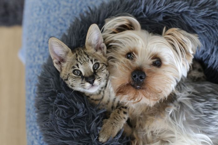 Dog and Cat with Together in Bed — Houston, TX — 249 Animal Clinic