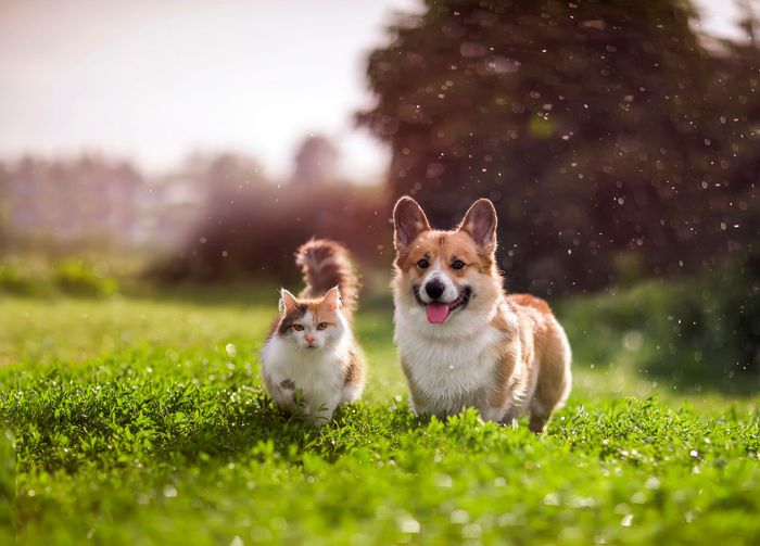 Cat and Corgi — Houston, TX — 249 Animal Clinic