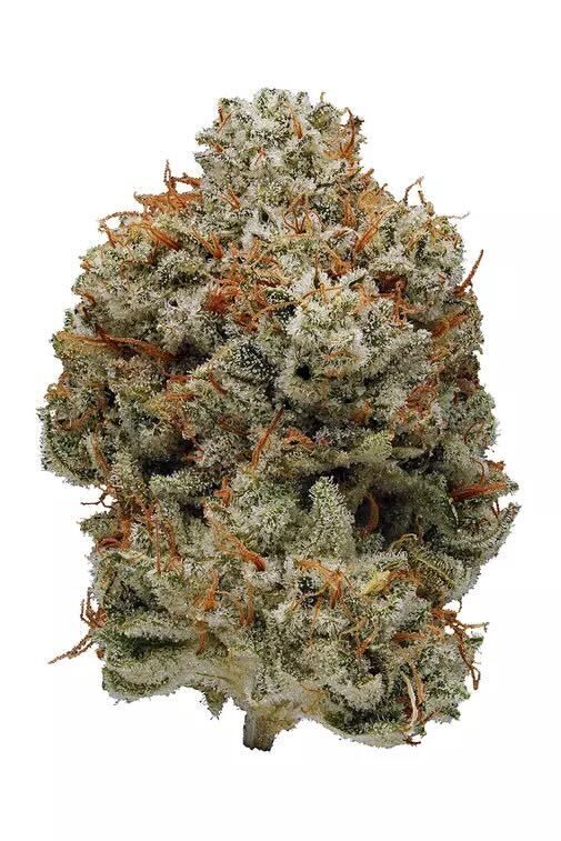 Super Glue - Hybrid
