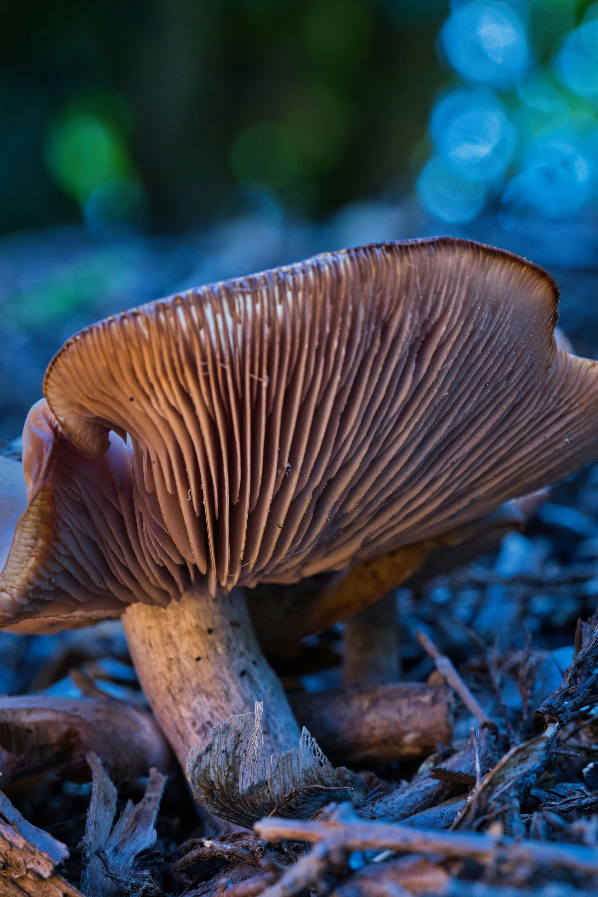 Mushrooms
