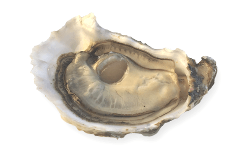 ostriche oyster house