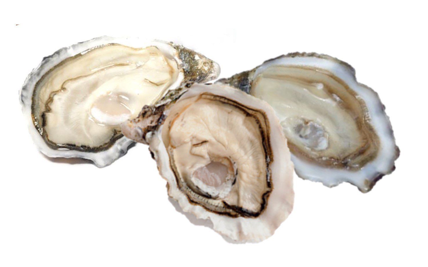 ostriche oyster house